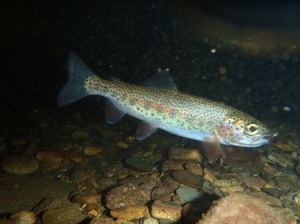 Underwater shot of the 8" Rainbow Trout caught with a Hare's Ear Nymph in the Smoky Mountain National Park. The average size of a rainbow trout in the park is 6-10 inches.