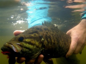 Smallmouth Virginia 4