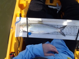 Skipjack herring 3