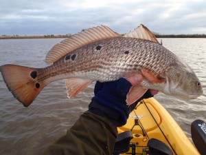 Leopard Redfish 2