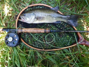 A 14" largemouth bass caught on a chartreuse popper fly.