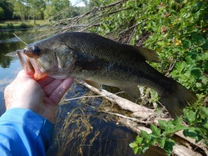 The Huron River isn't all about bronzebacks.  It has healthy largemouth too!