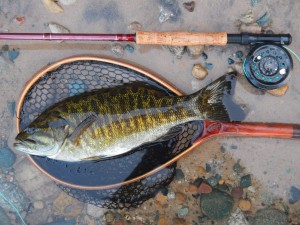 The beauty of smallmouth bass and the habitat they reside in.