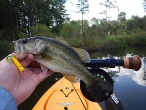 Bass on Popper